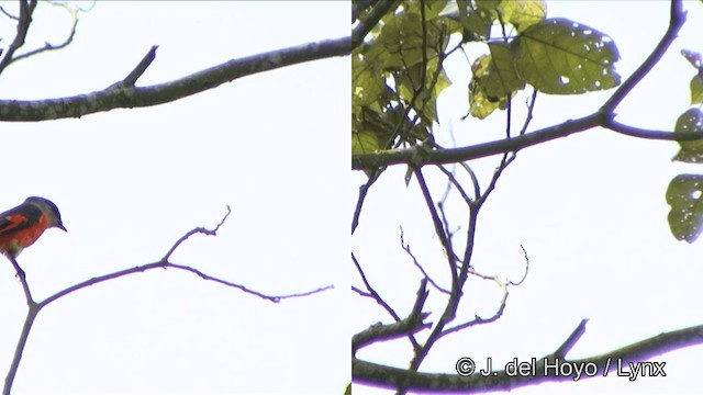 Minivet mandarin (groupe solaris) - ML201350111