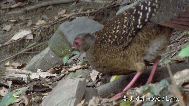Taiwan Partridge - ML201350151