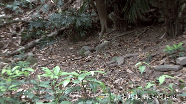 Тайваньская лесная куропатка - ML201350161