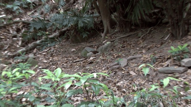 Taiwan Partridge - ML201350161