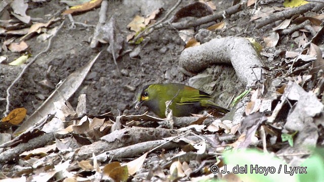 Steere's Liocichla - ML201350171