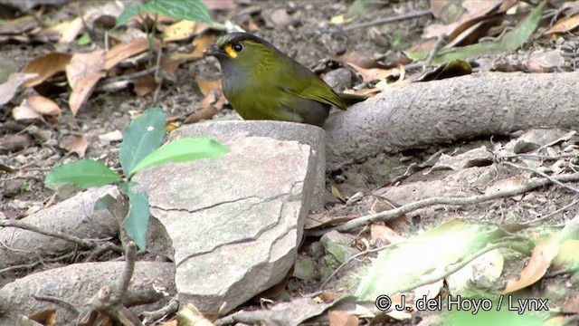 黃胸藪眉 - ML201350181