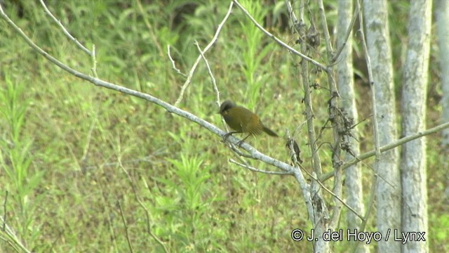 Steere's Liocichla - ML201350191