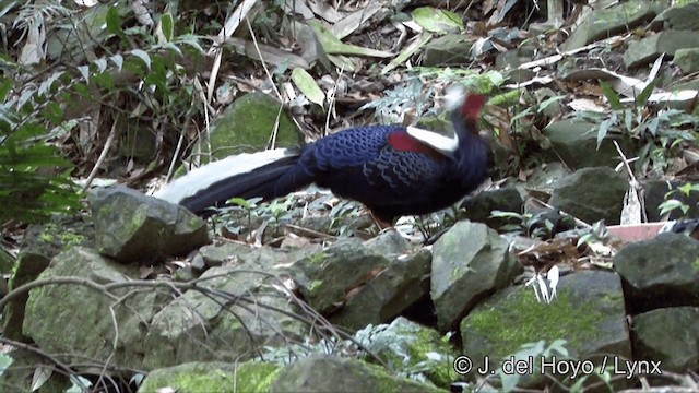 Swinhoe's Pheasant - ML201350261