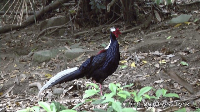 Тайваньский фазан - ML201350271