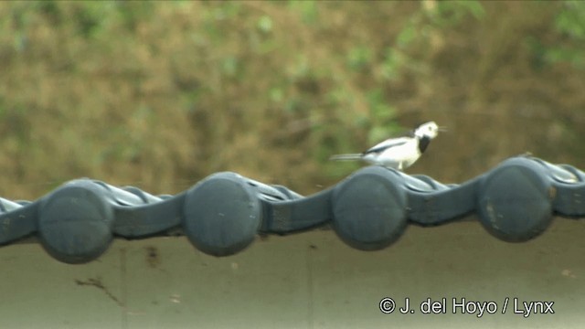 White Wagtail (Chinese) - ML201350311