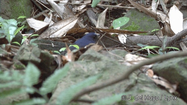 White-tailed Robin (White-tailed) - ML201350321