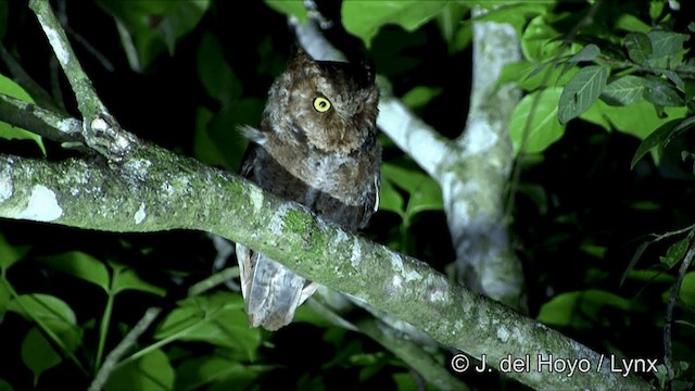 Mountain Scops-Owl - ML201350341