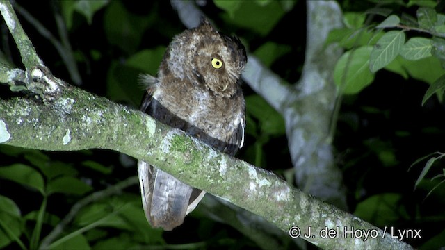 Mountain Scops-Owl - ML201350351