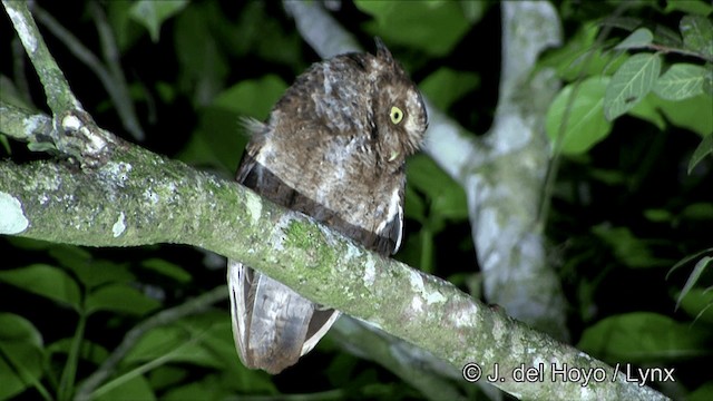 Mountain Scops-Owl - ML201350361