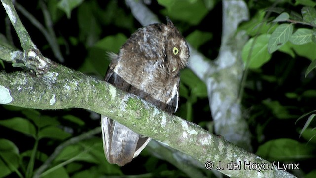 Mountain Scops-Owl - ML201350361