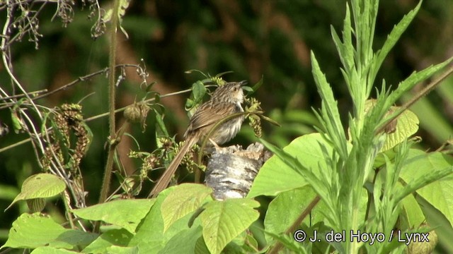 Striped Prinia - ML201350381