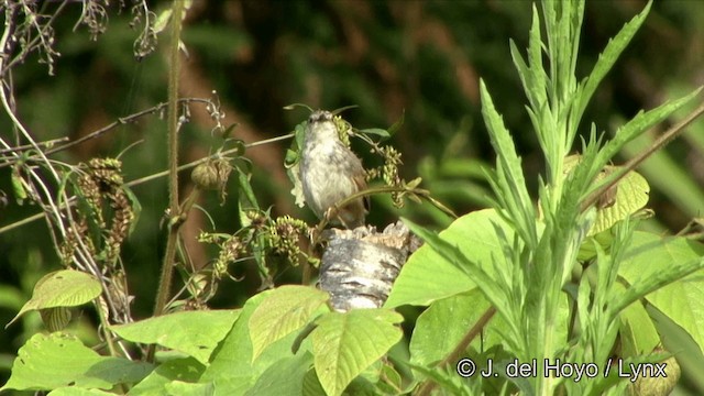 Striped Prinia - ML201350391