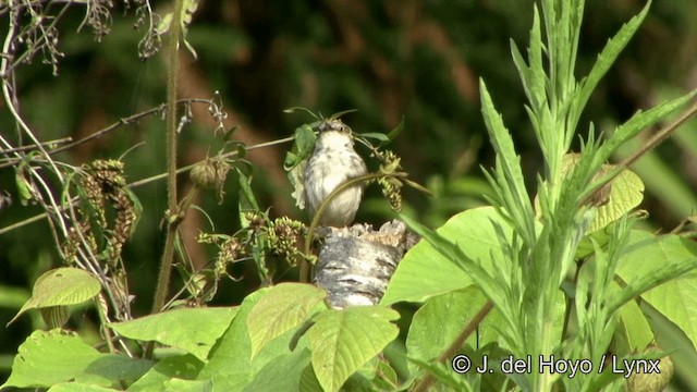 Prinia Estriada - ML201350401