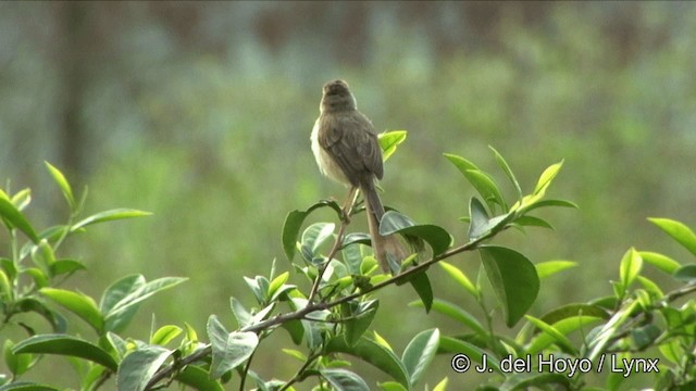 Prinia Sencilla - ML201350411