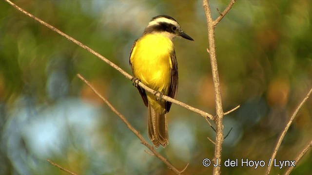 Lesser Kiskadee - ML201350511