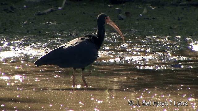 rødmaskeibis - ML201350521