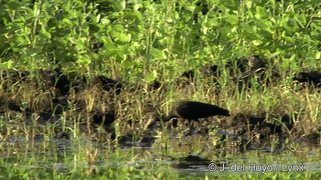 Nacktzügelibis - ML201350531