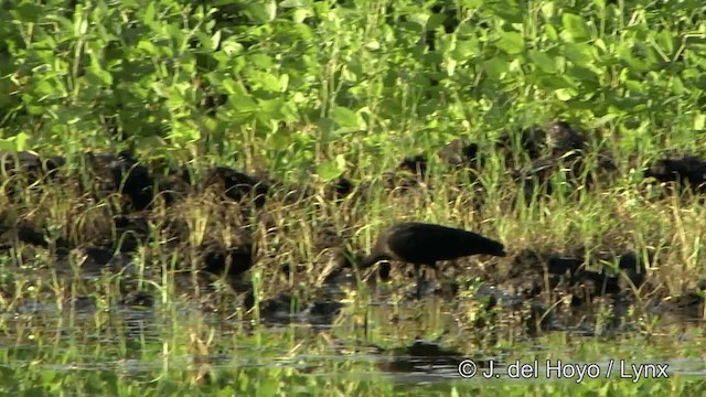 rødmaskeibis - ML201350531