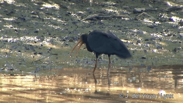 rødmaskeibis - ML201350541