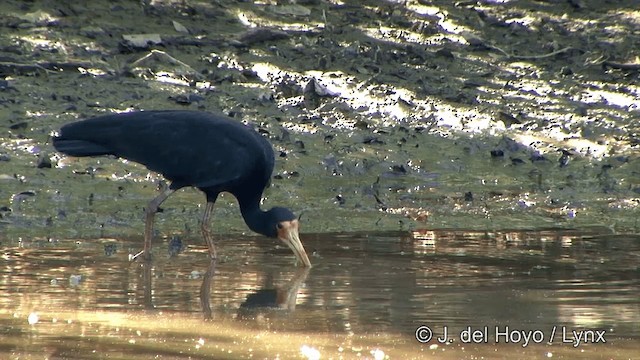 Bare-faced Ibis - ML201350551