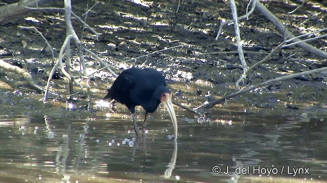Nacktzügelibis - ML201350571