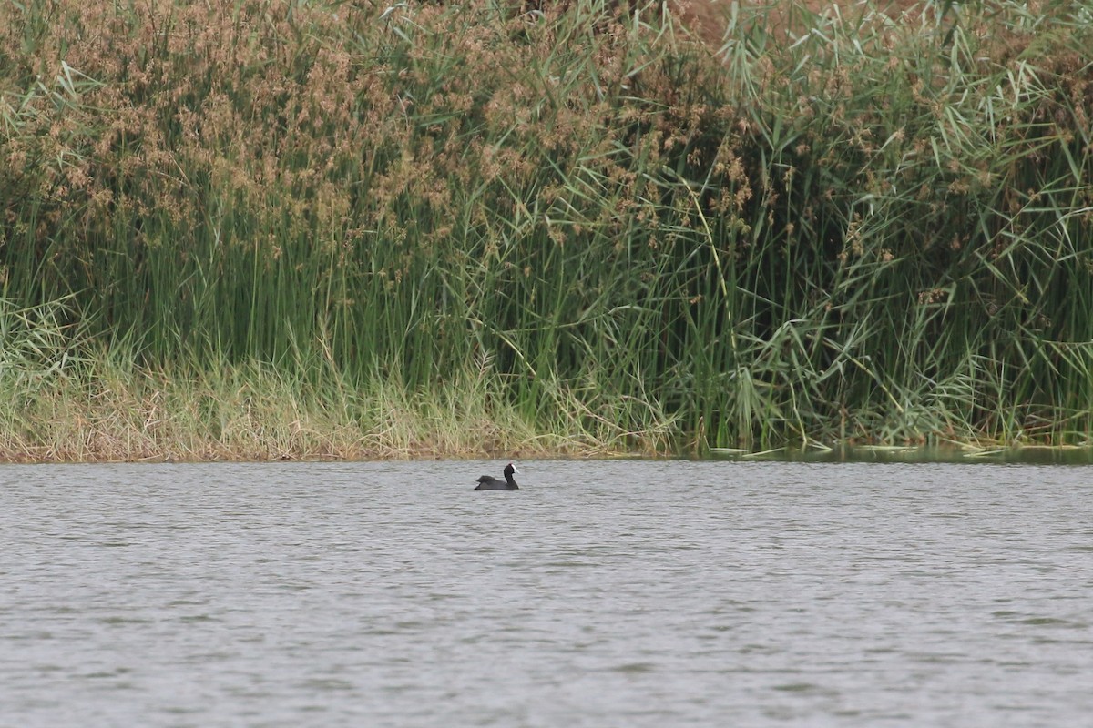 Red-knobbed Coot - ML20135061