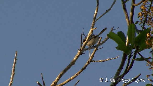 Masked Gnatcatcher - ML201350621