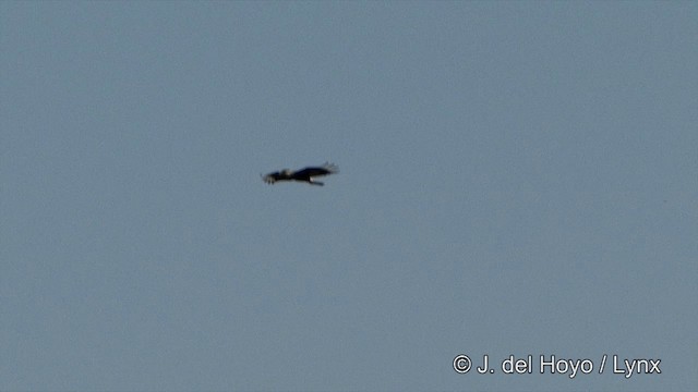 Caracara huppé (plancus) - ML201350631