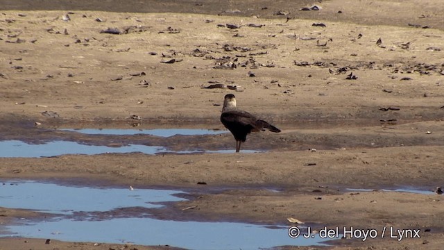 Caracara huppé (plancus) - ML201350641