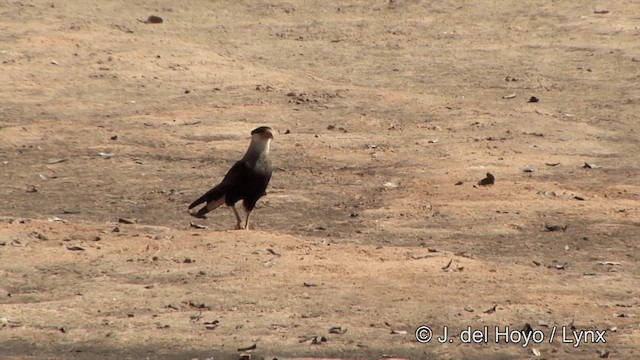 Caracara huppé (plancus) - ML201350651