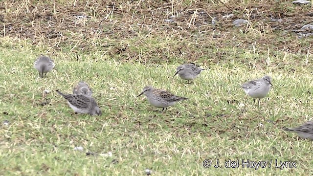 White-rumped Sandpiper - ML201350661