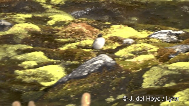 Dark-faced Ground-Tyrant (mentalis) - ML201350671