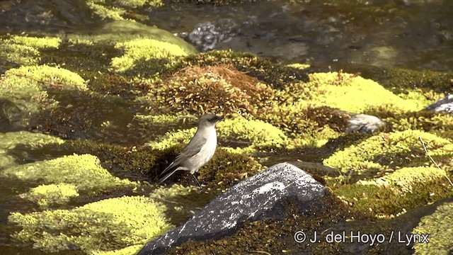 Dark-faced Ground-Tyrant (mentalis) - ML201350681