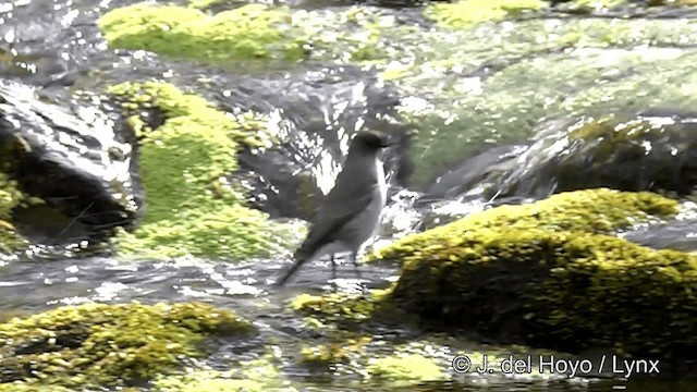 カオグロイワタイランチョウ（mentalis） - ML201350691