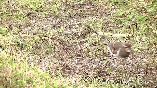 Rufous-chested Dotterel - ML201350701