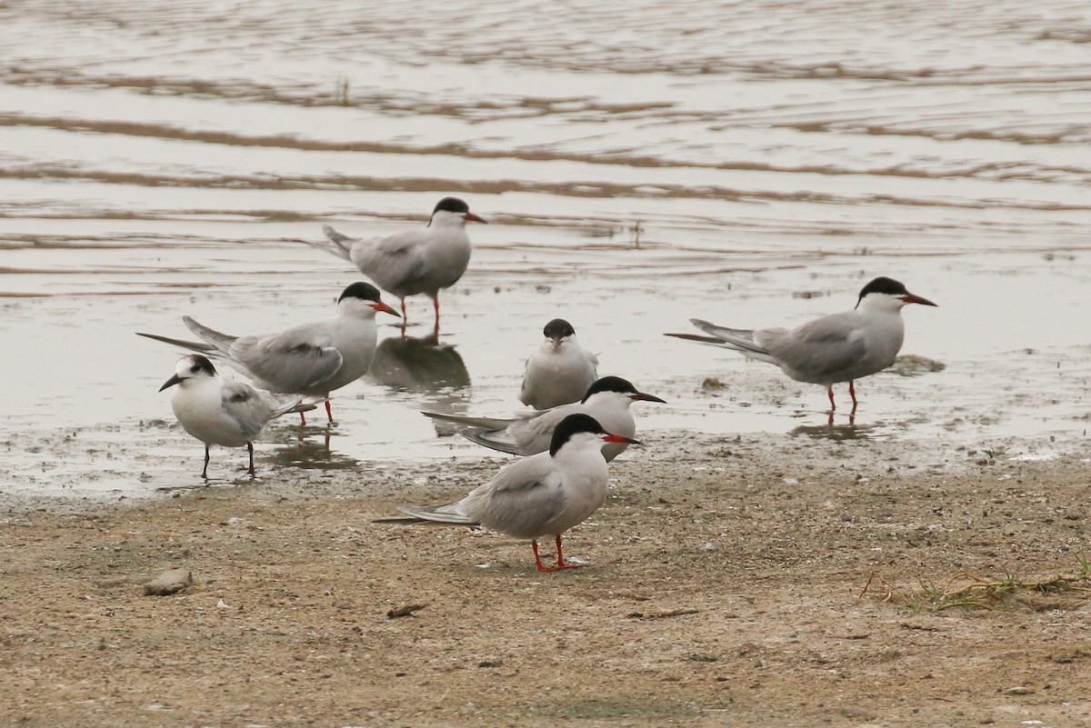 Common Tern - ML20135071