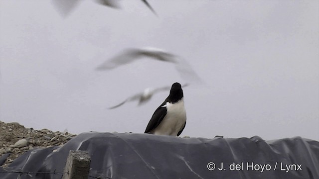 White-throated Caracara - ML201350721