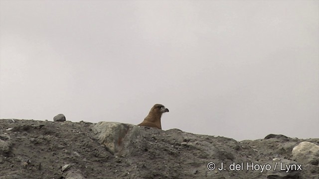 White-throated Caracara - ML201350731