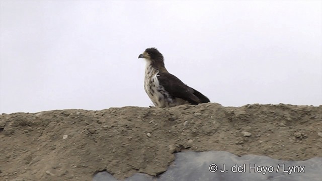 White-throated Caracara - ML201350741