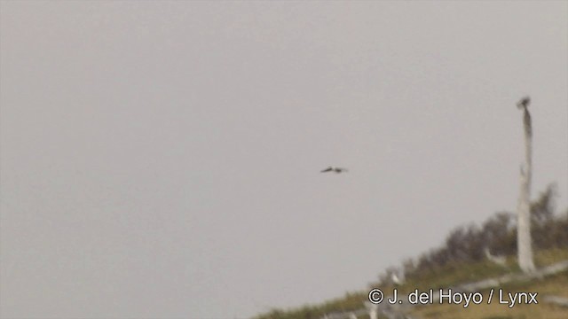 White-throated Caracara - ML201350751