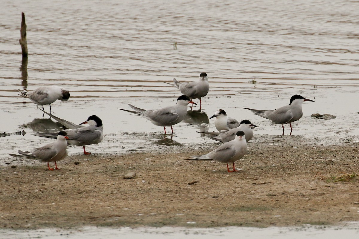 Common Tern - ML20135081