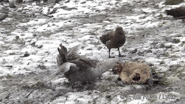 Southern Giant-Petrel - ML201350861