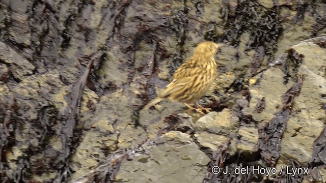 Bisbita de Georgia del Sur - ML201350871