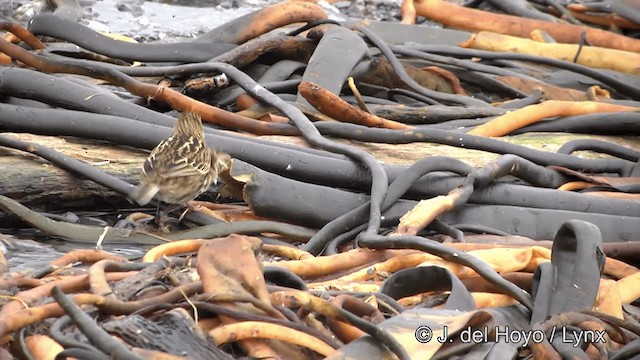 South Georgia Pipit - ML201350881