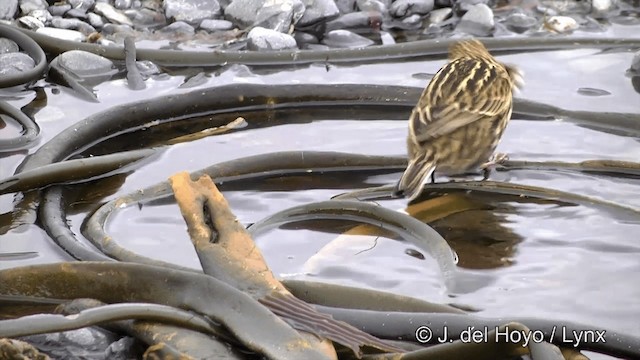 South Georgia Pipit - ML201350891