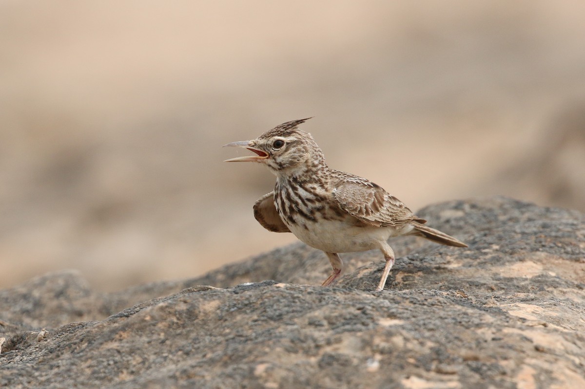 Crested Lark - ML20135091