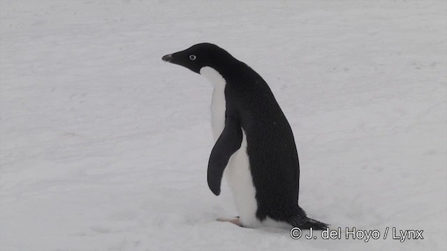 Adelie Penguin - ML201350951