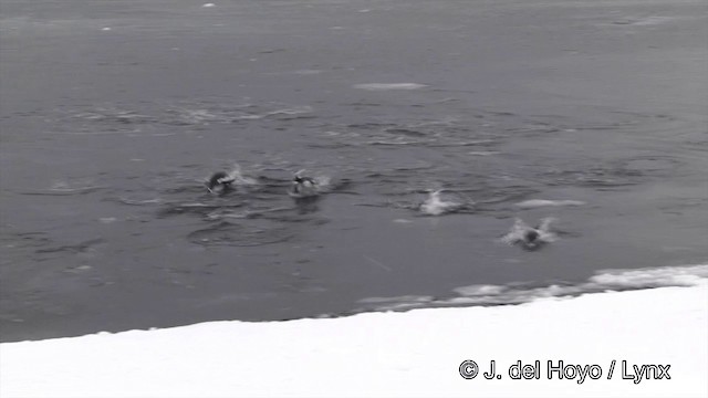 tučňák oslí - ML201350961