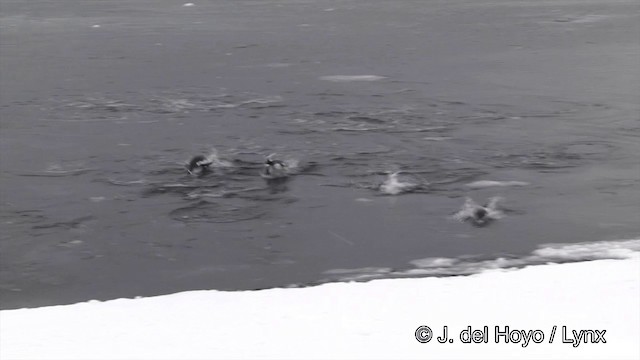 Gentoo Penguin - ML201350961